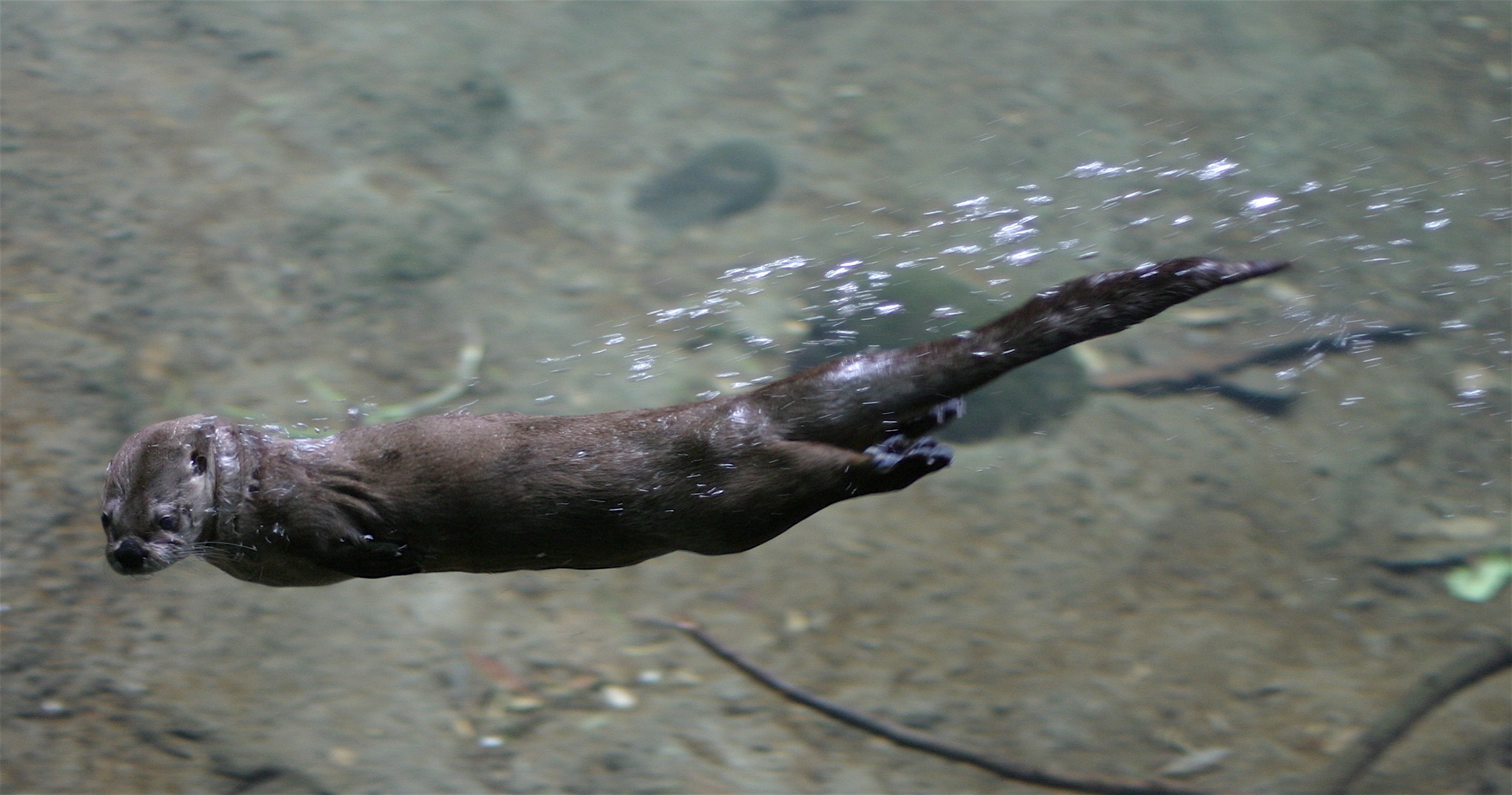 River Otter