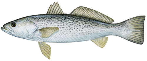 llustration of a summer trout from dnr.sc.gov