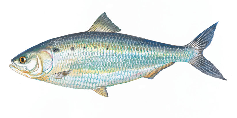 Illustration of an American Shad from dnr.sc.gov