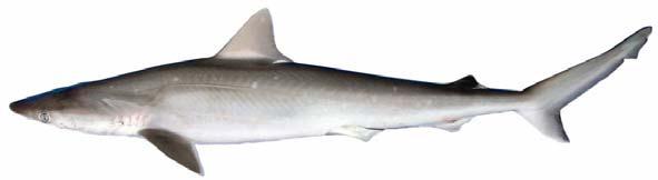 Atlantic sharpnose shark.
