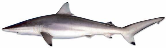 Spinner shark.