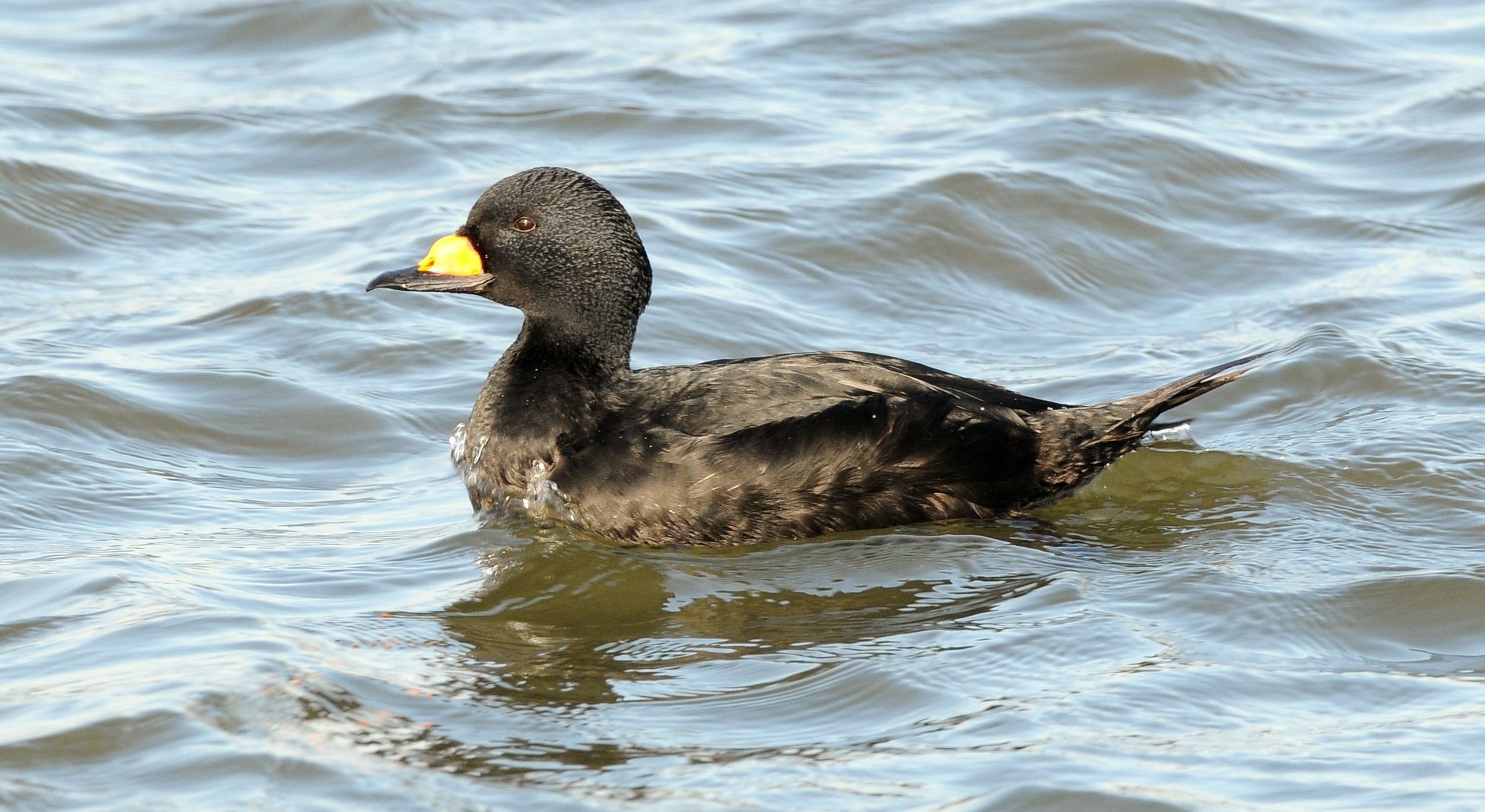 A black scoter duck.