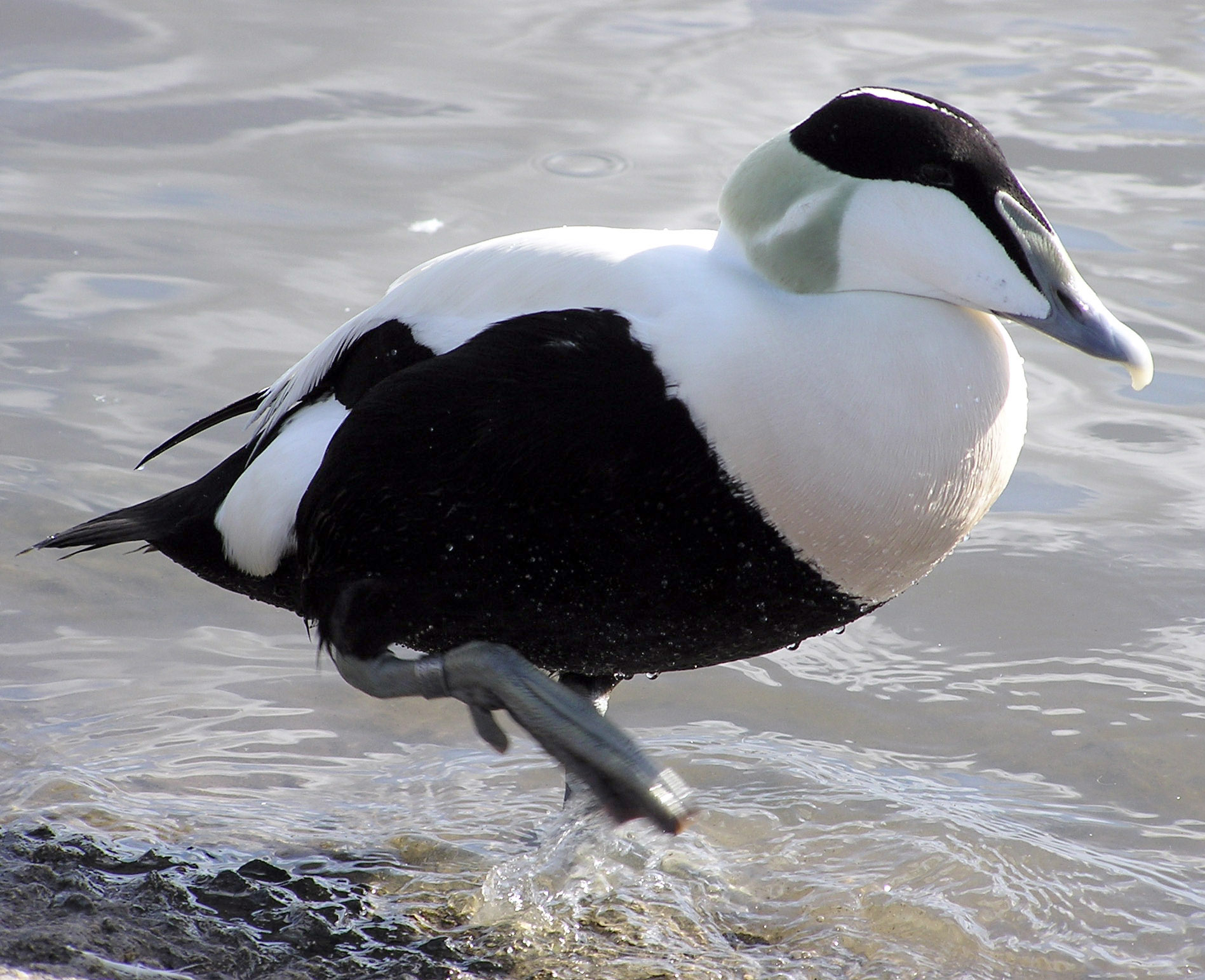 A common eider duck.
