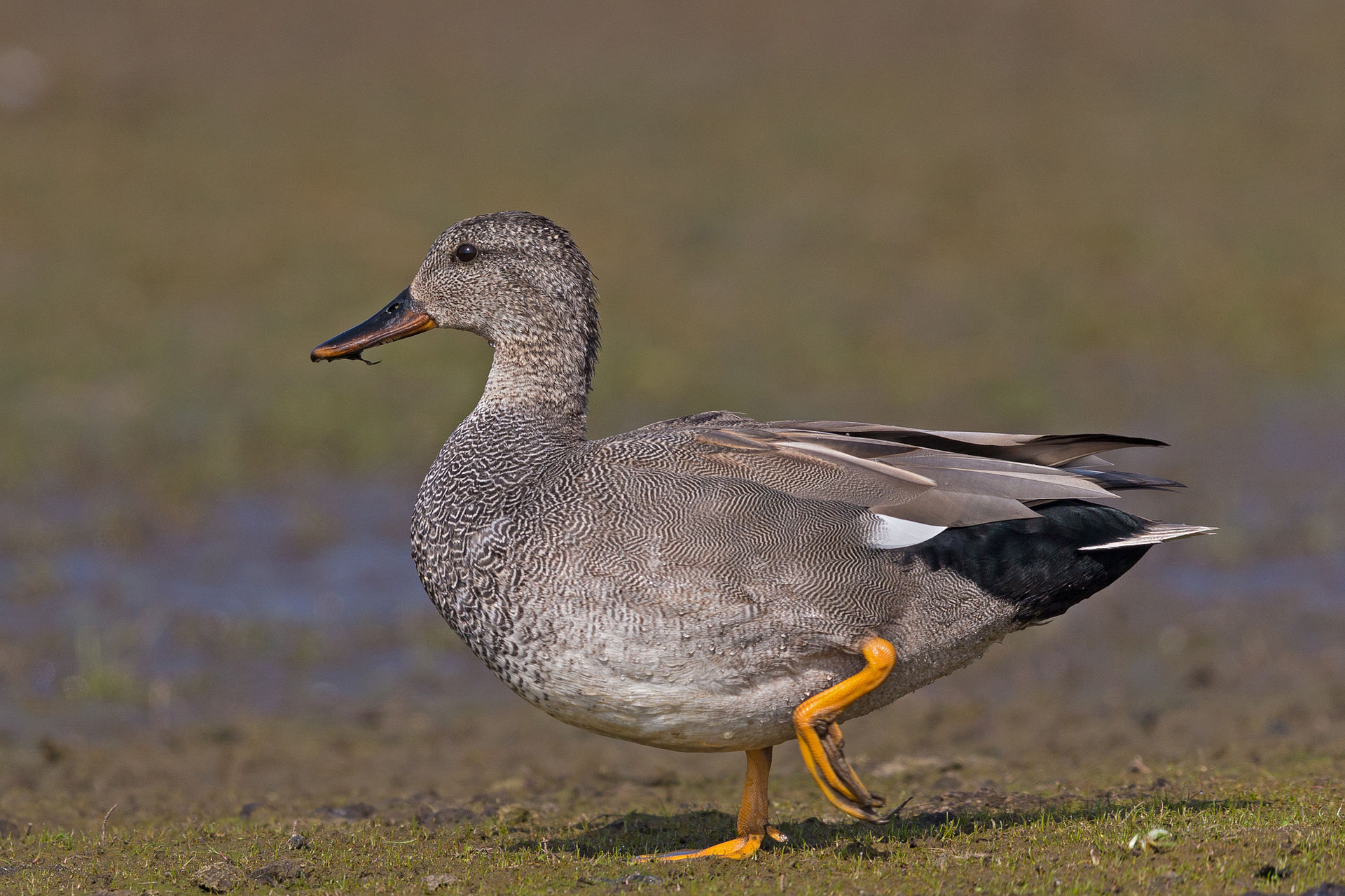 A male gadwall duck.