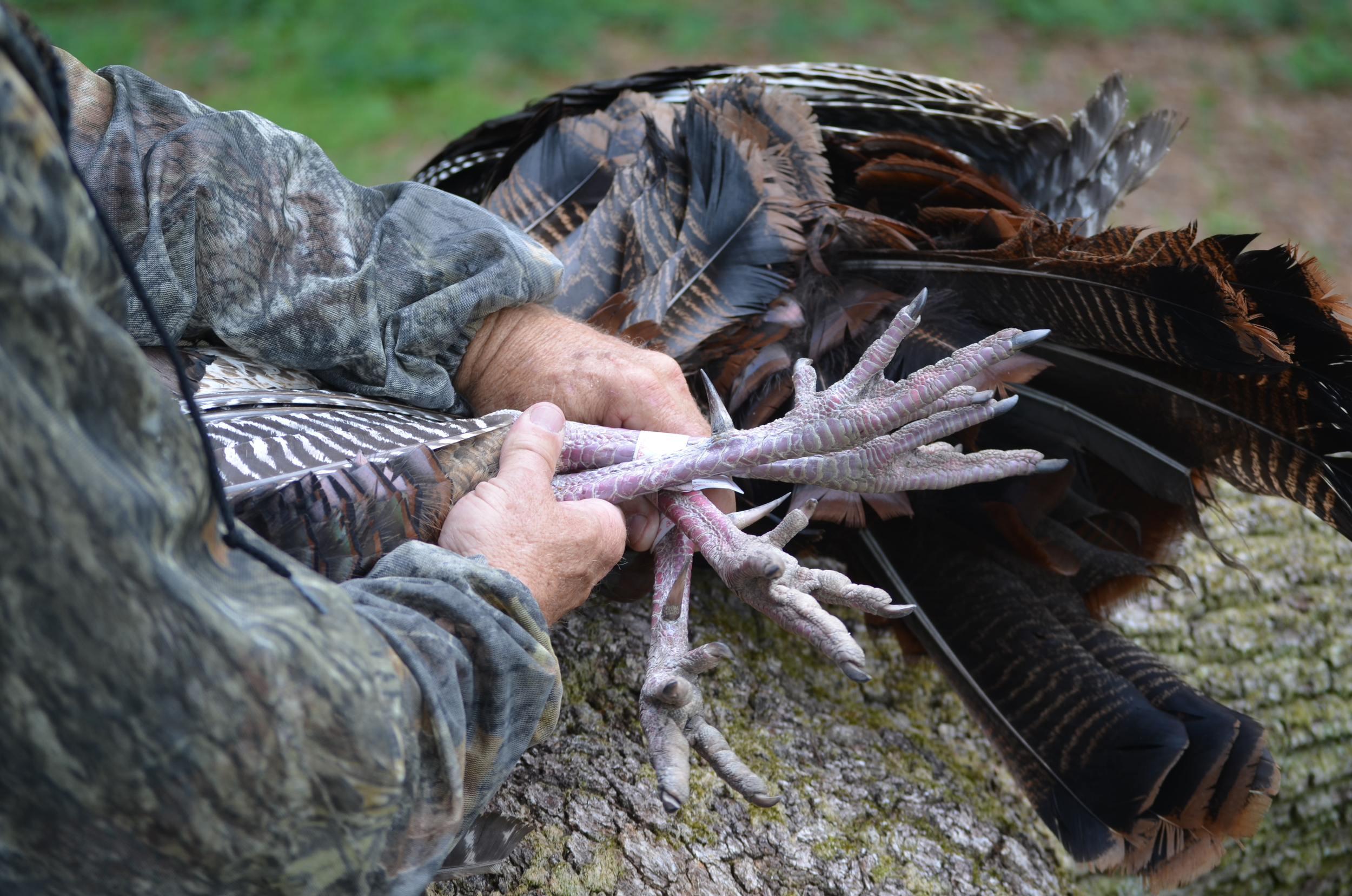 Hunting Pawleys Island Guide Service Hammock Coast Sc