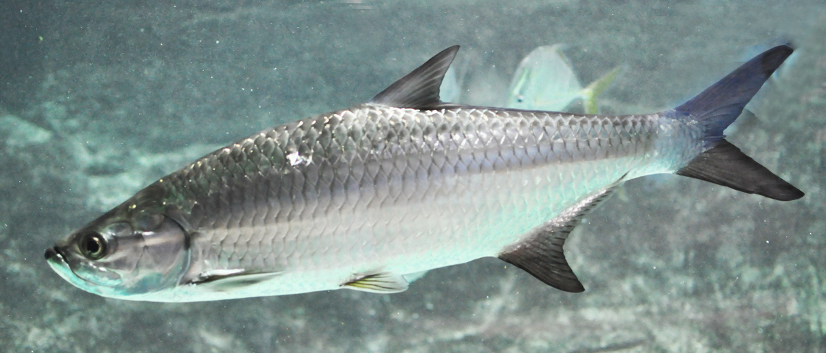 An Atlantic tarpon underwater.