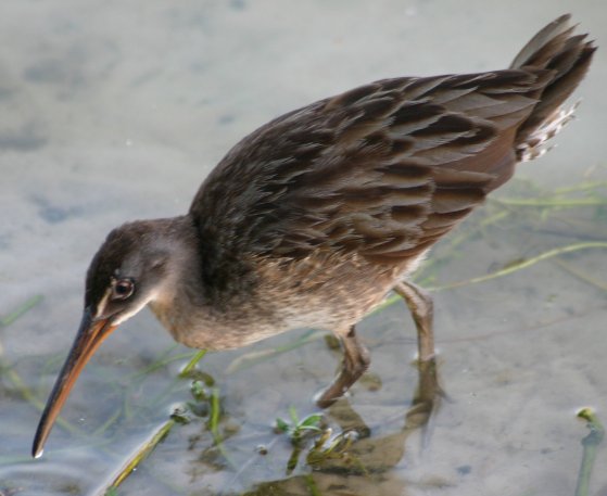 A clapper rail or marsh hen.