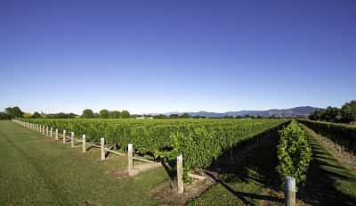 Groveview Vineyard.jpg