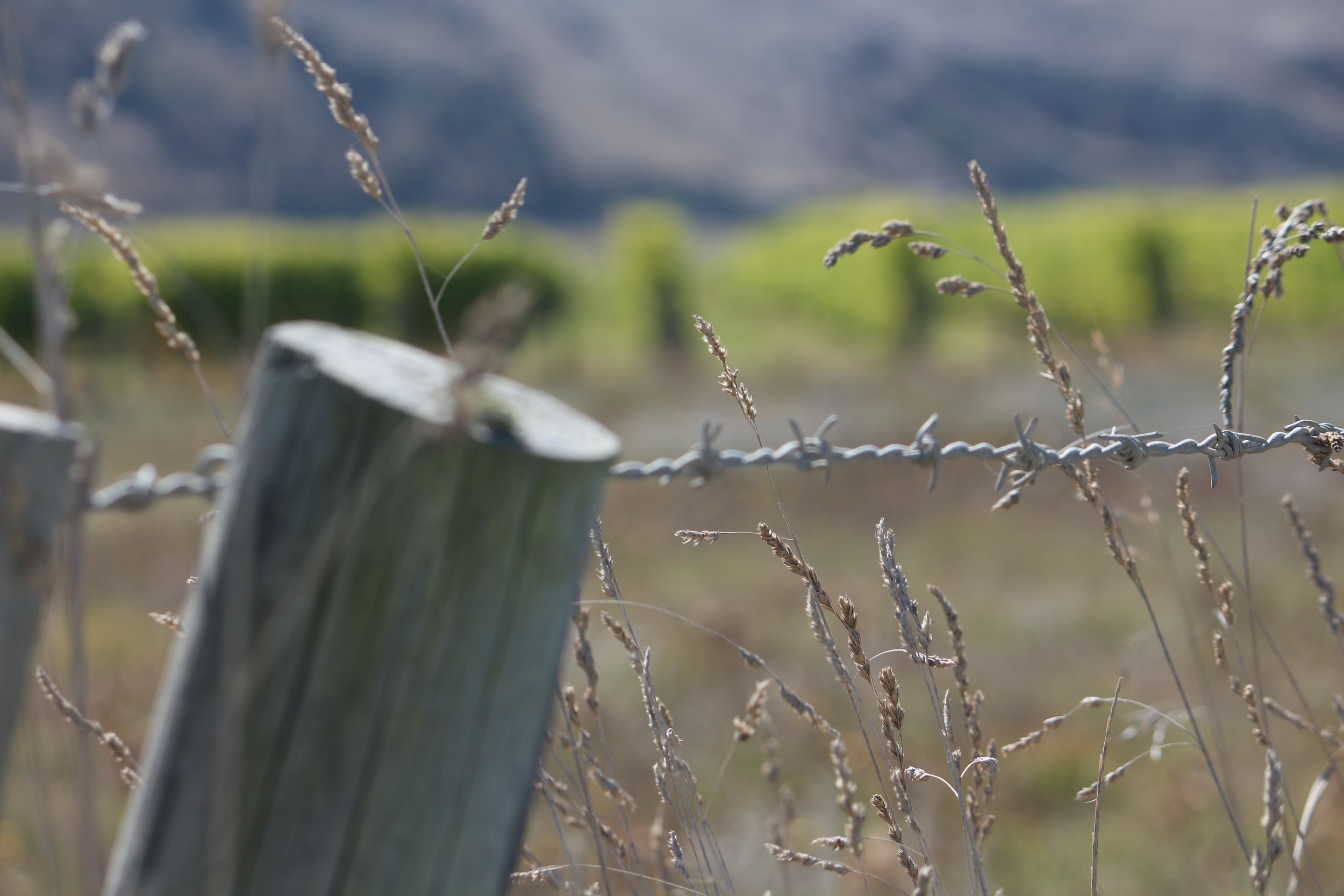 Barbed wire.jpg