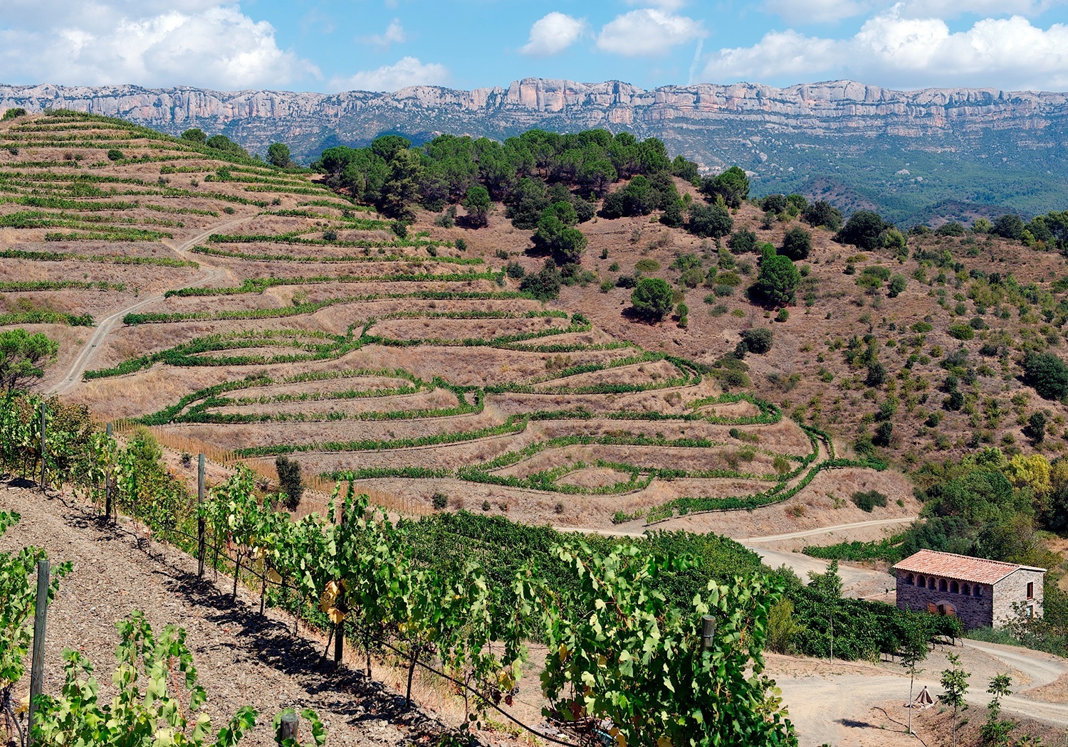 Priorat-Wine-2b.jpg