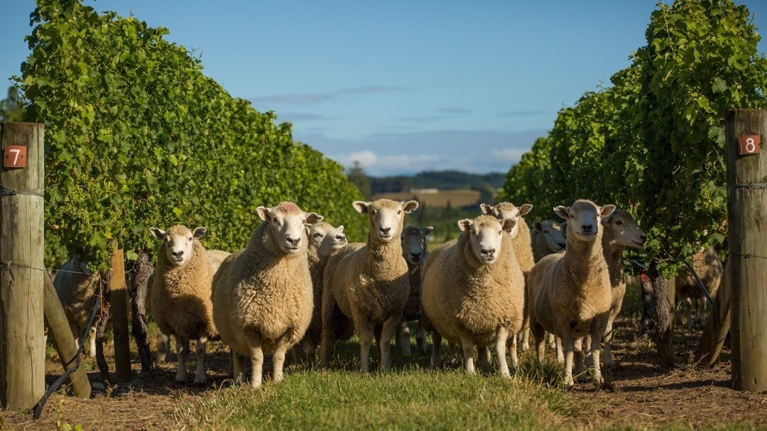 Sheep among the vineyard is a common sight in New Zealand, with 96% of wineries practicing sustainability - a leader in the world of wine. Sheep graze on the grass between the rows of vines, eliminating use of machinery, use of pesticides and natural