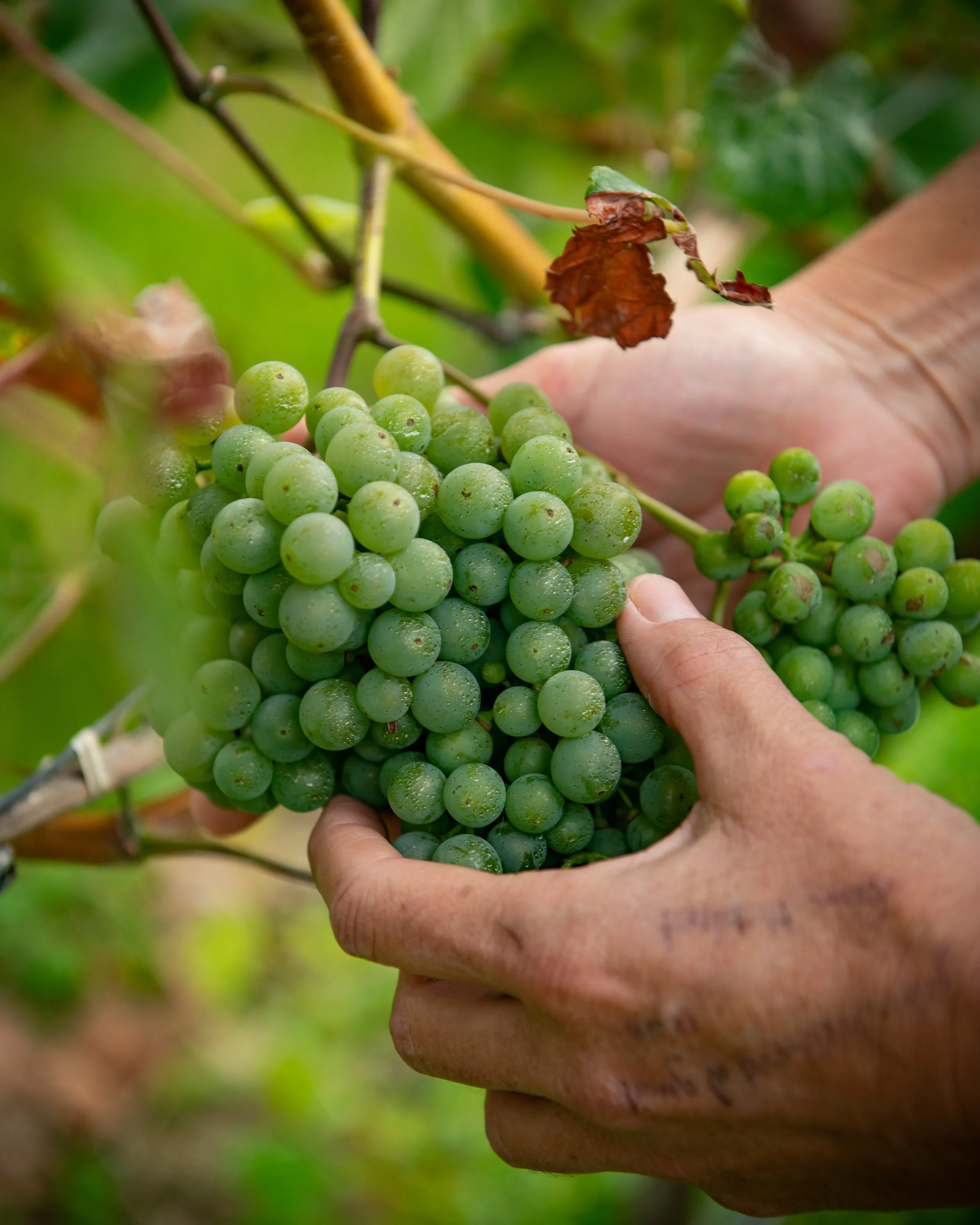 Bunch Grapes.jpg