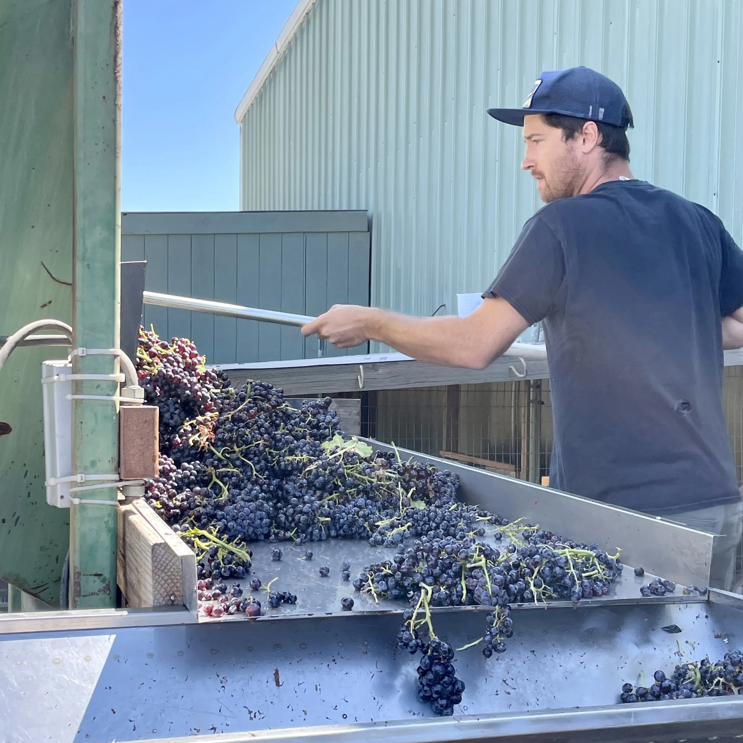 sorting Grenache.JPG