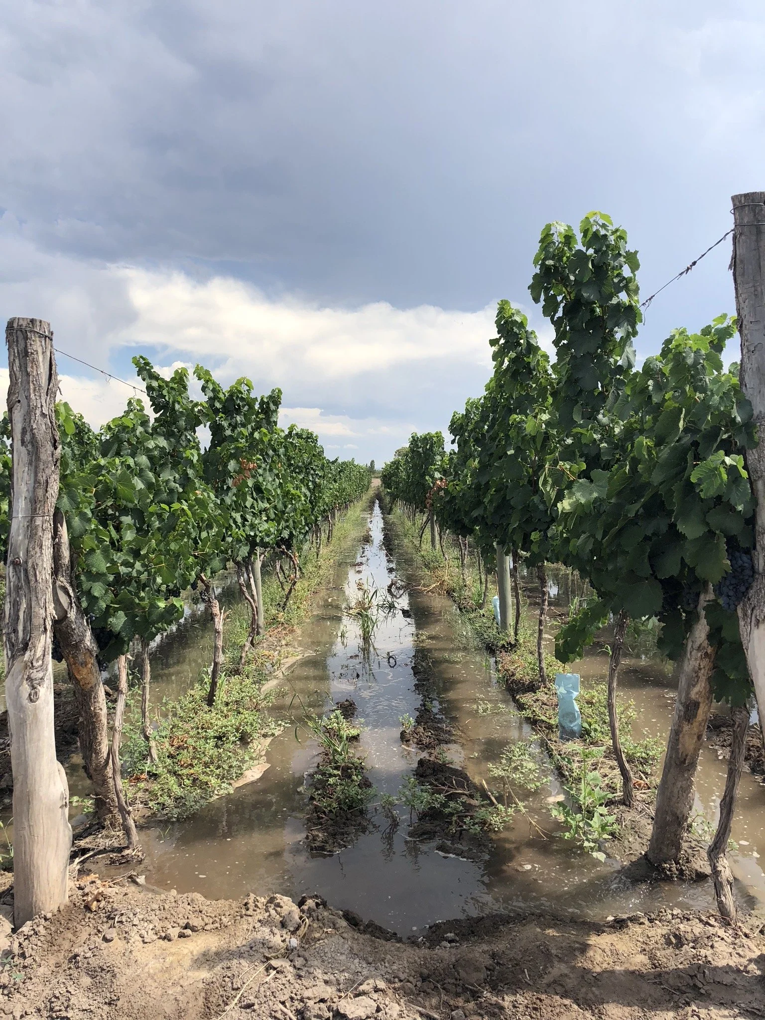 Flood Irrigation.JPG