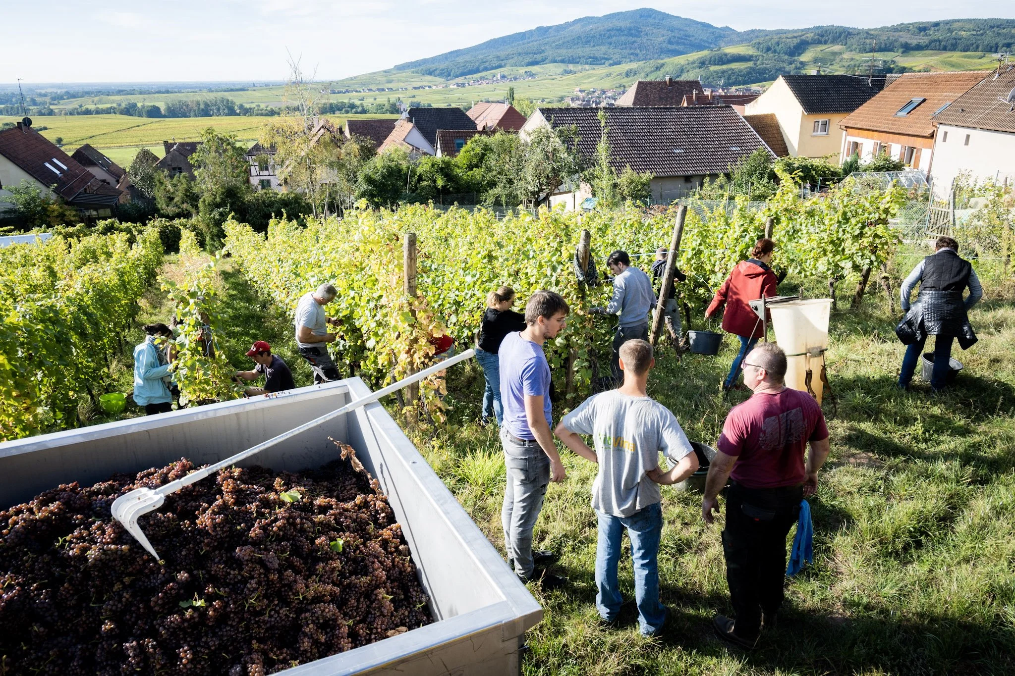 Harvest 2022 Domaine G Metz.jpg