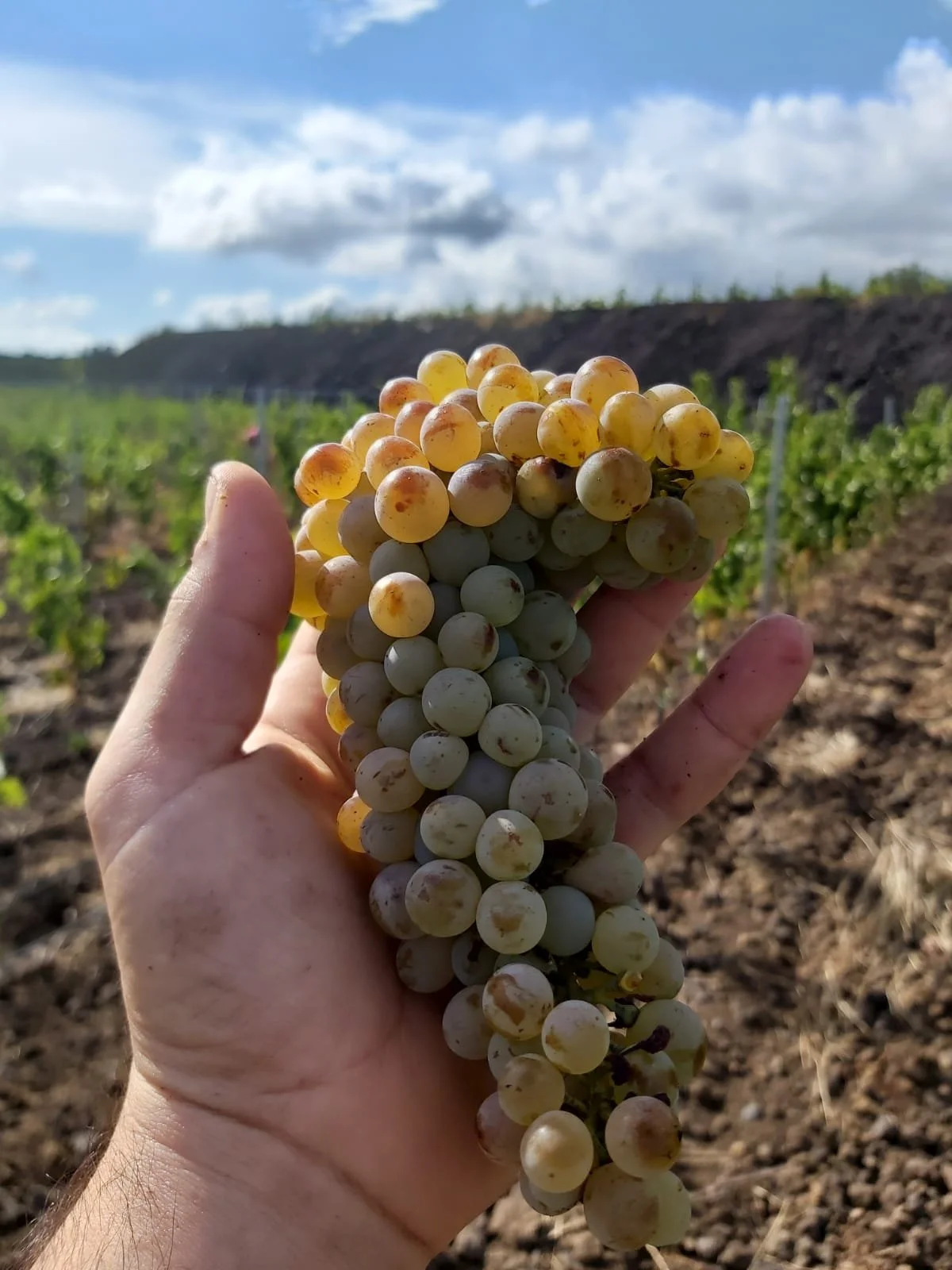 WhatsApp Image 2021-10-08 at 09.35.00.jpeg