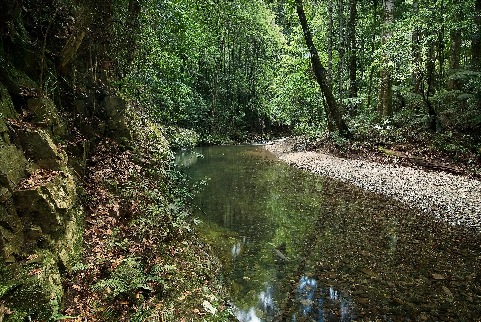 P0190 Rosewood Creek Dorrigo NP NSW.
