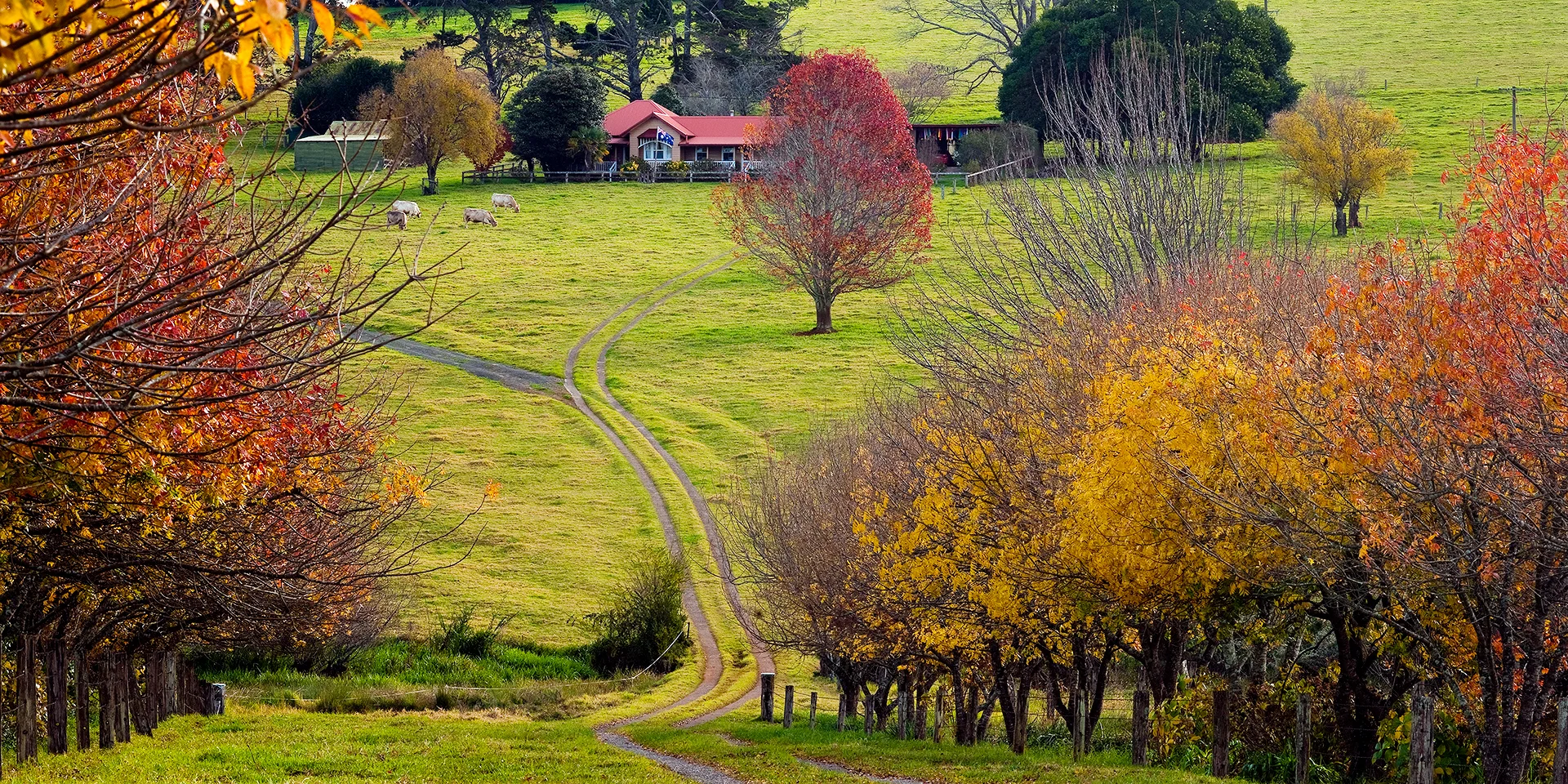 Autumn Colours Dorrigo NSW