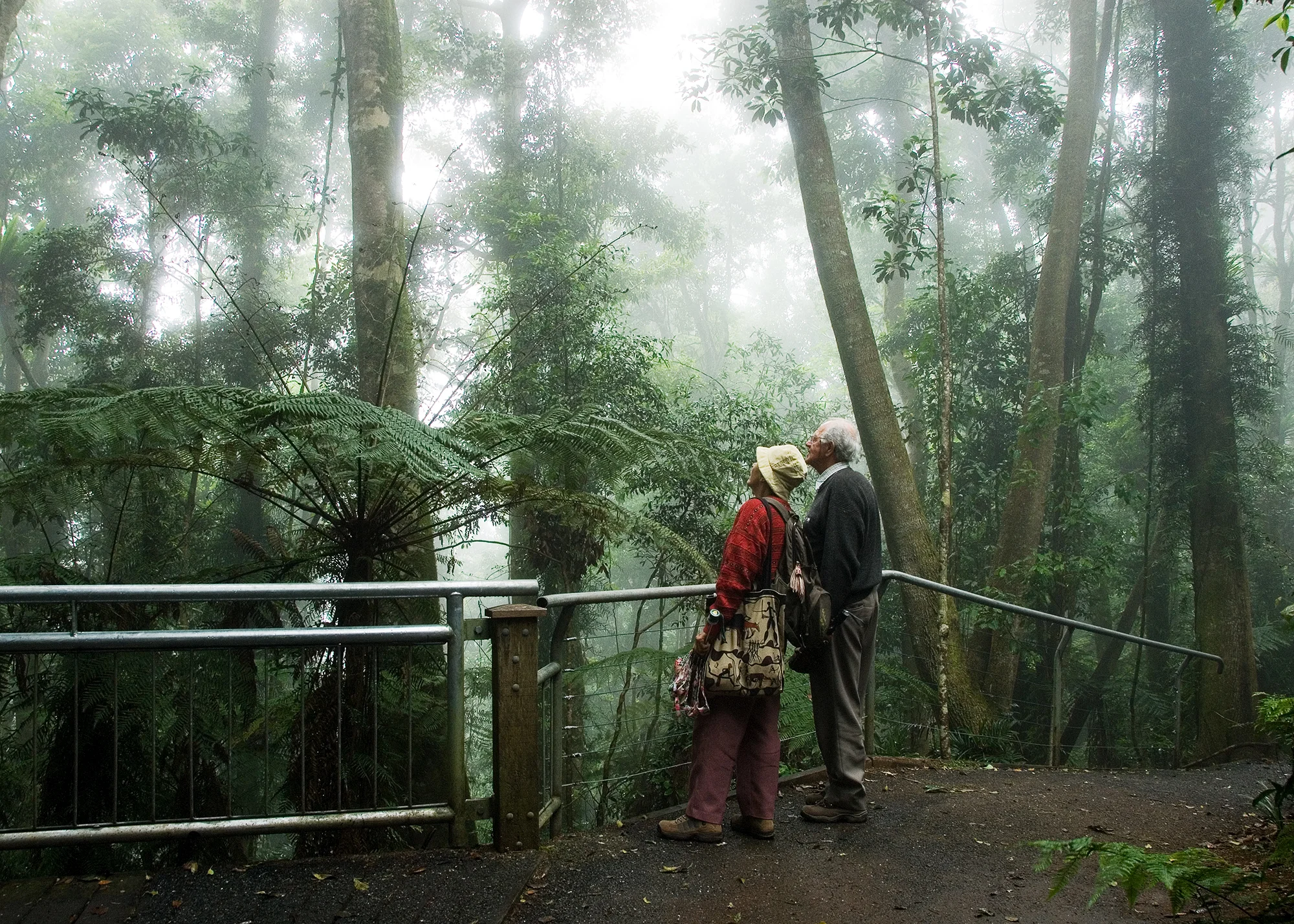 Dorrigo NP NSW