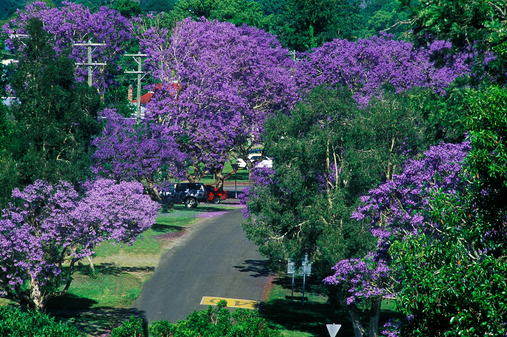 P0217, Flowering Jacarandas, Bellingen NSW