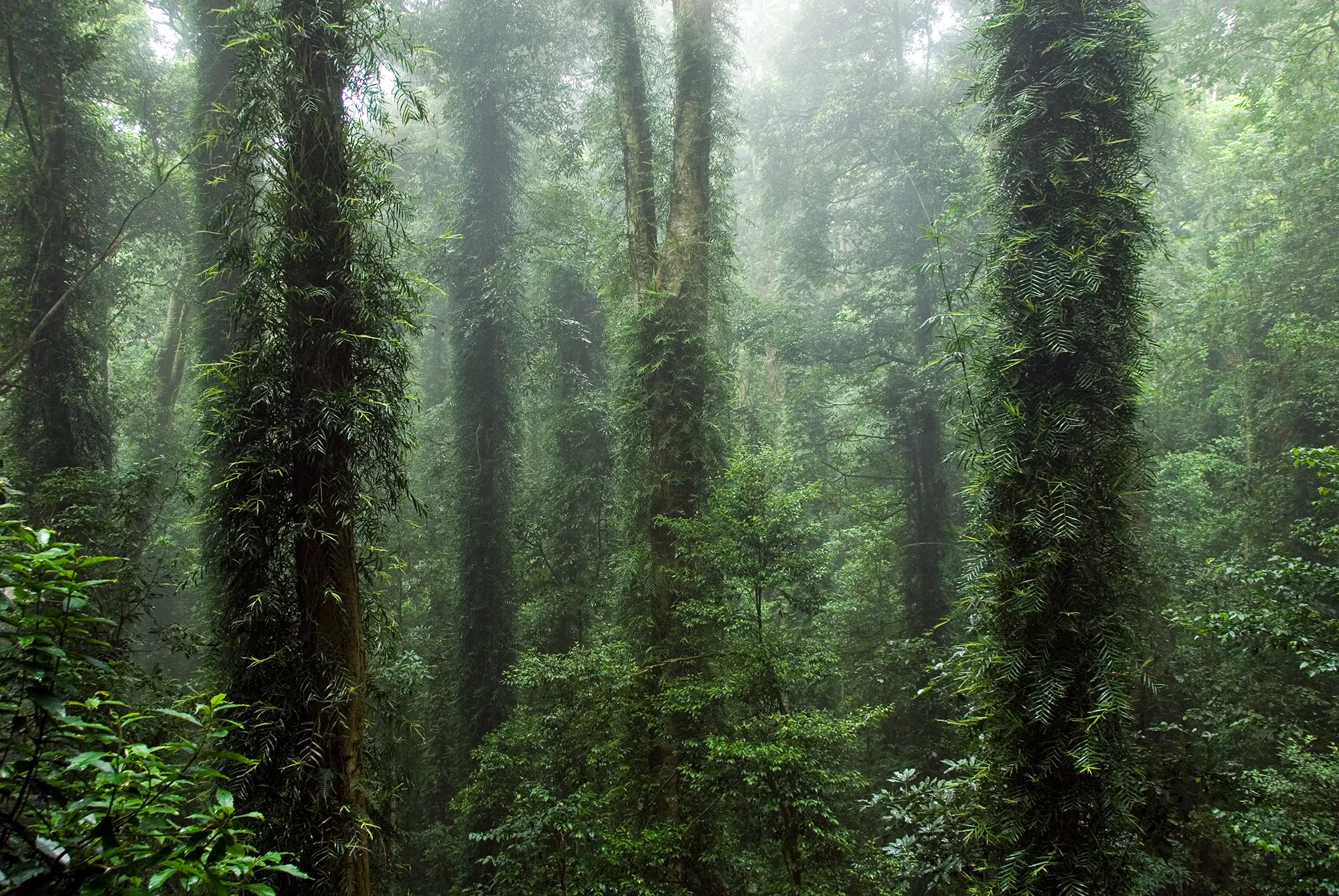 P0293 Dorrigo NP NSW