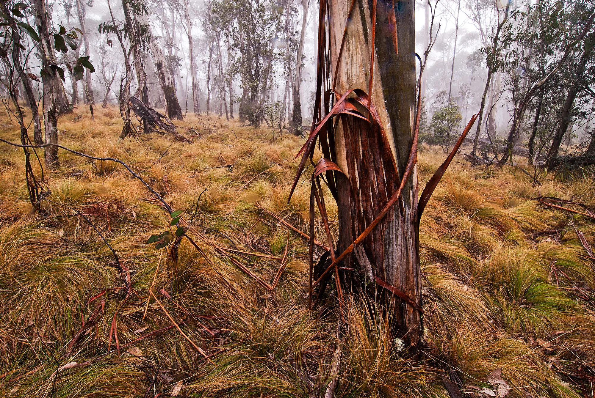 P0016 New England NP NSW