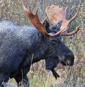 A Northern Moose