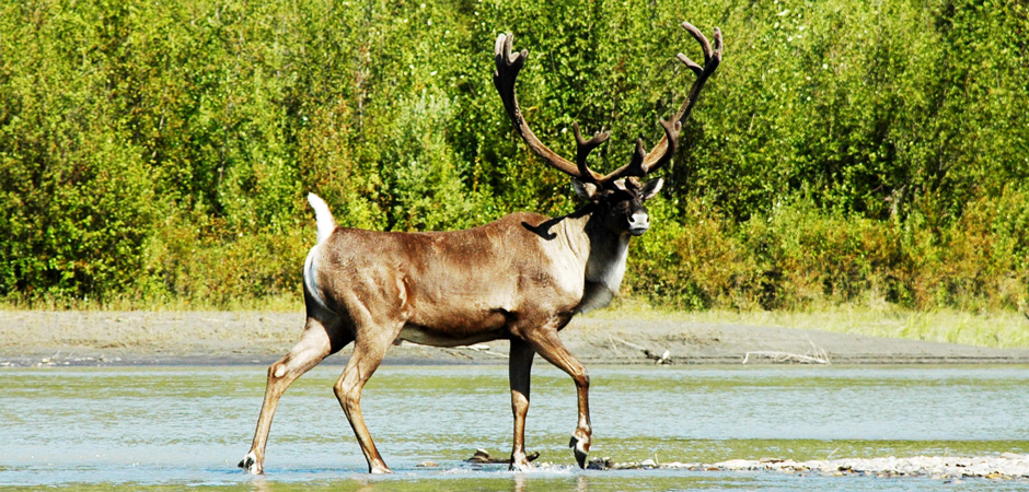 Majestic Bull Caribou