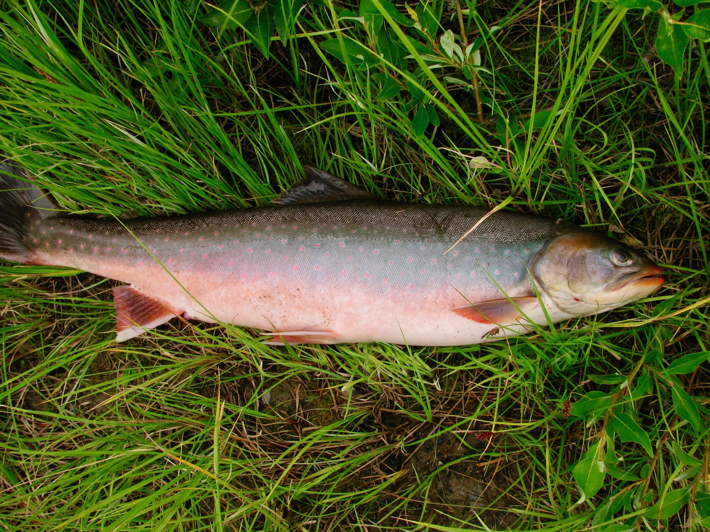 Coppermine River Arctic Char.jpg