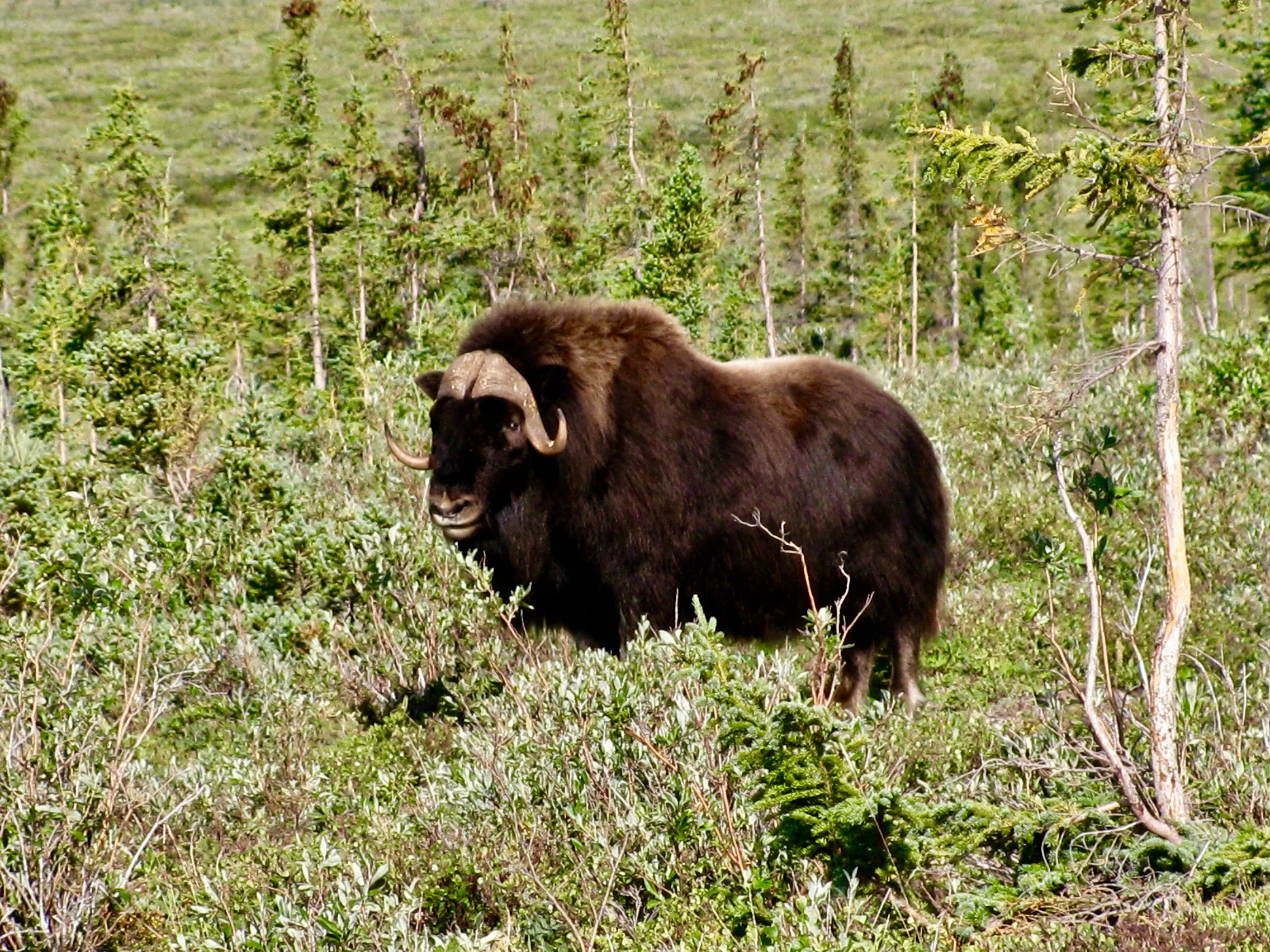 Coppermine River Muskox Bull 2.jpg