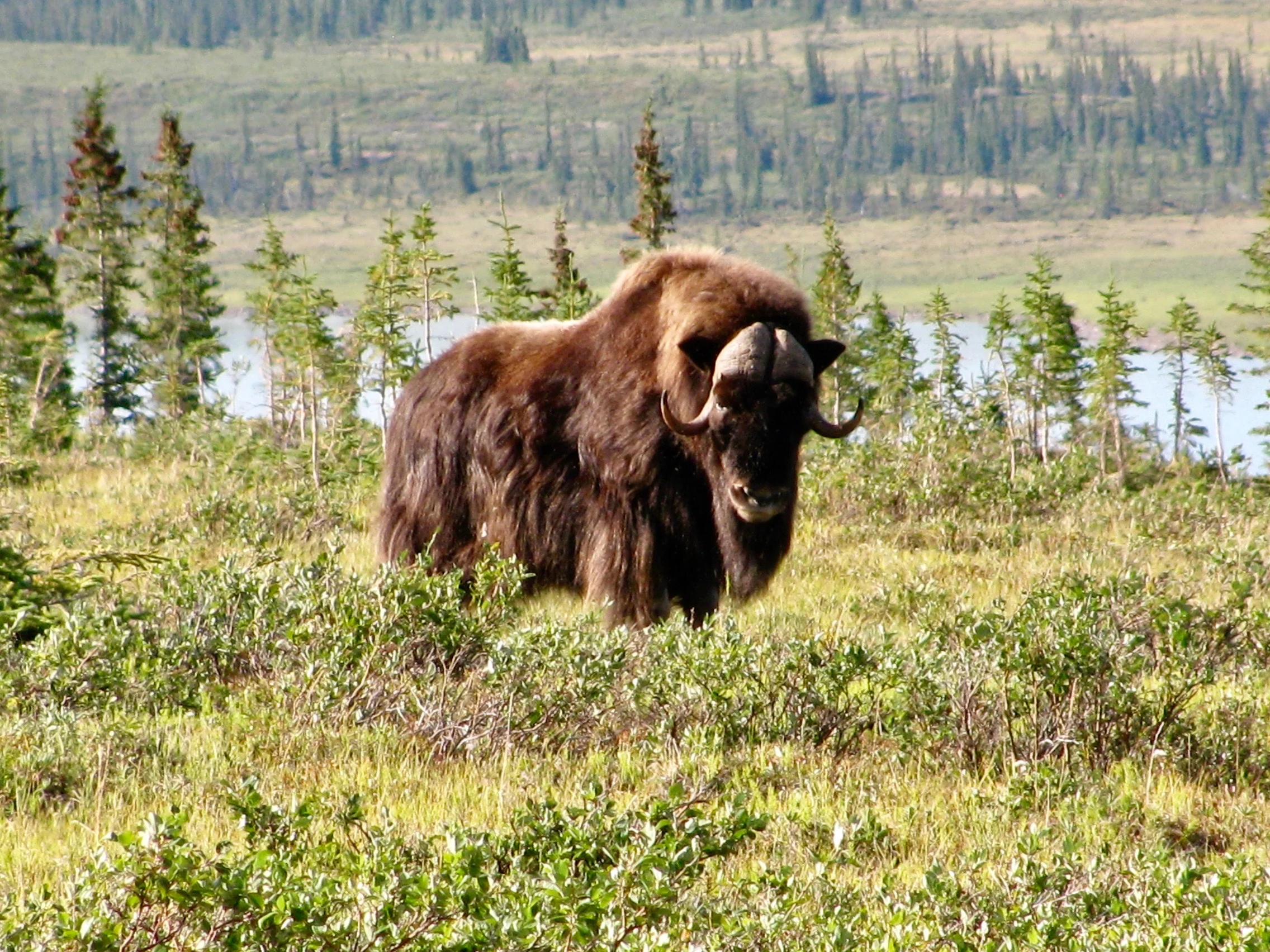 Coppermine River Muskox Bull.jpg