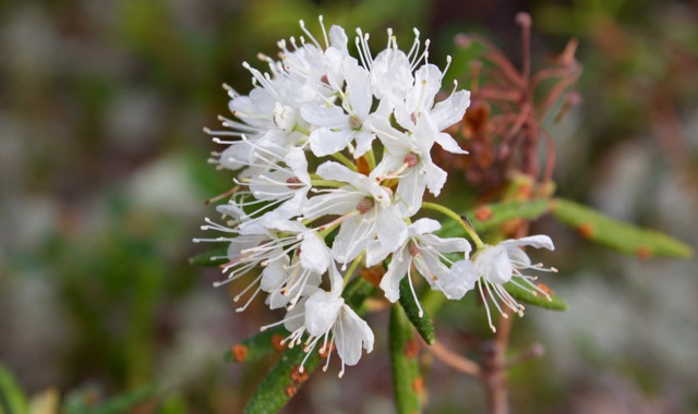 Nahanni River Labrador Tea Flower.jpg