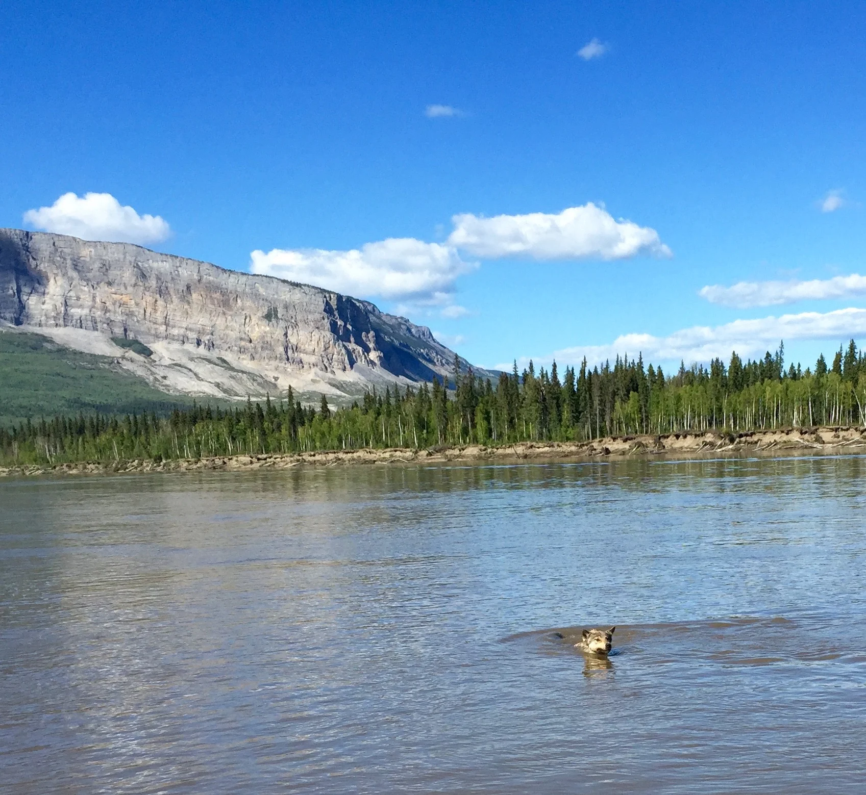 A playful wolf at Nahanni Butte.