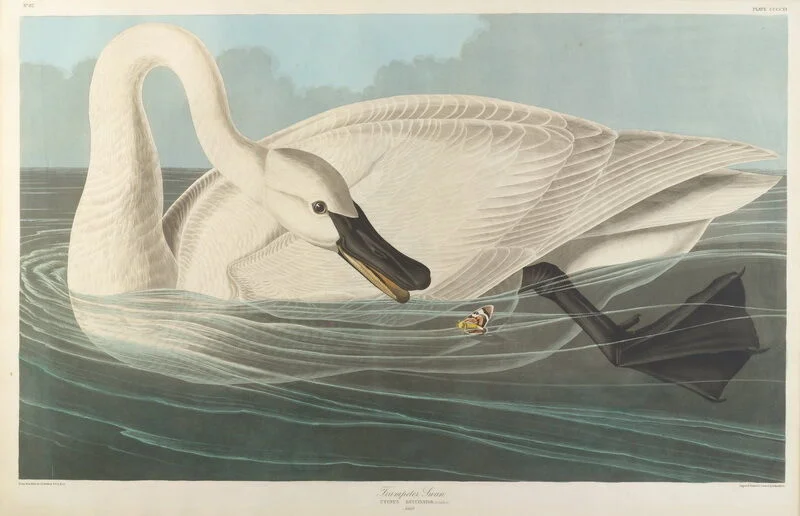 John James Audubon Trumpeter Swan Source: https://picclick.com/John-James-Audubon-Trumpeter-Swan-Giclee-Canvas-Print-222480725770.html
