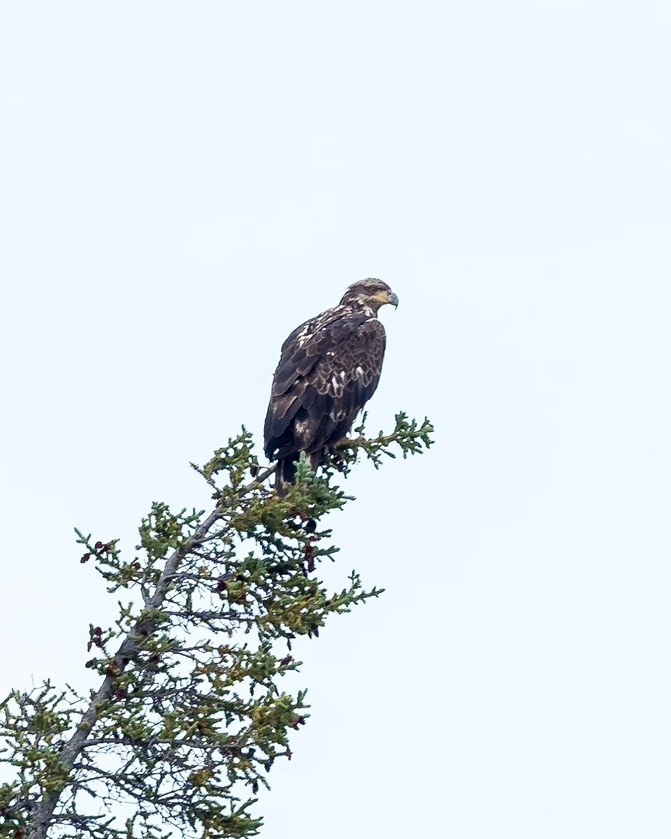 Golden Eagle (Photo by Michael Papple)