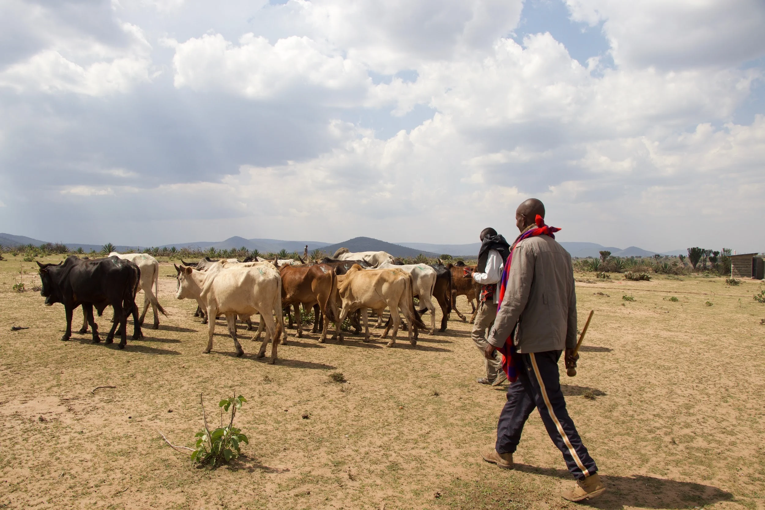 humans for education cattle africa kenya.jpg