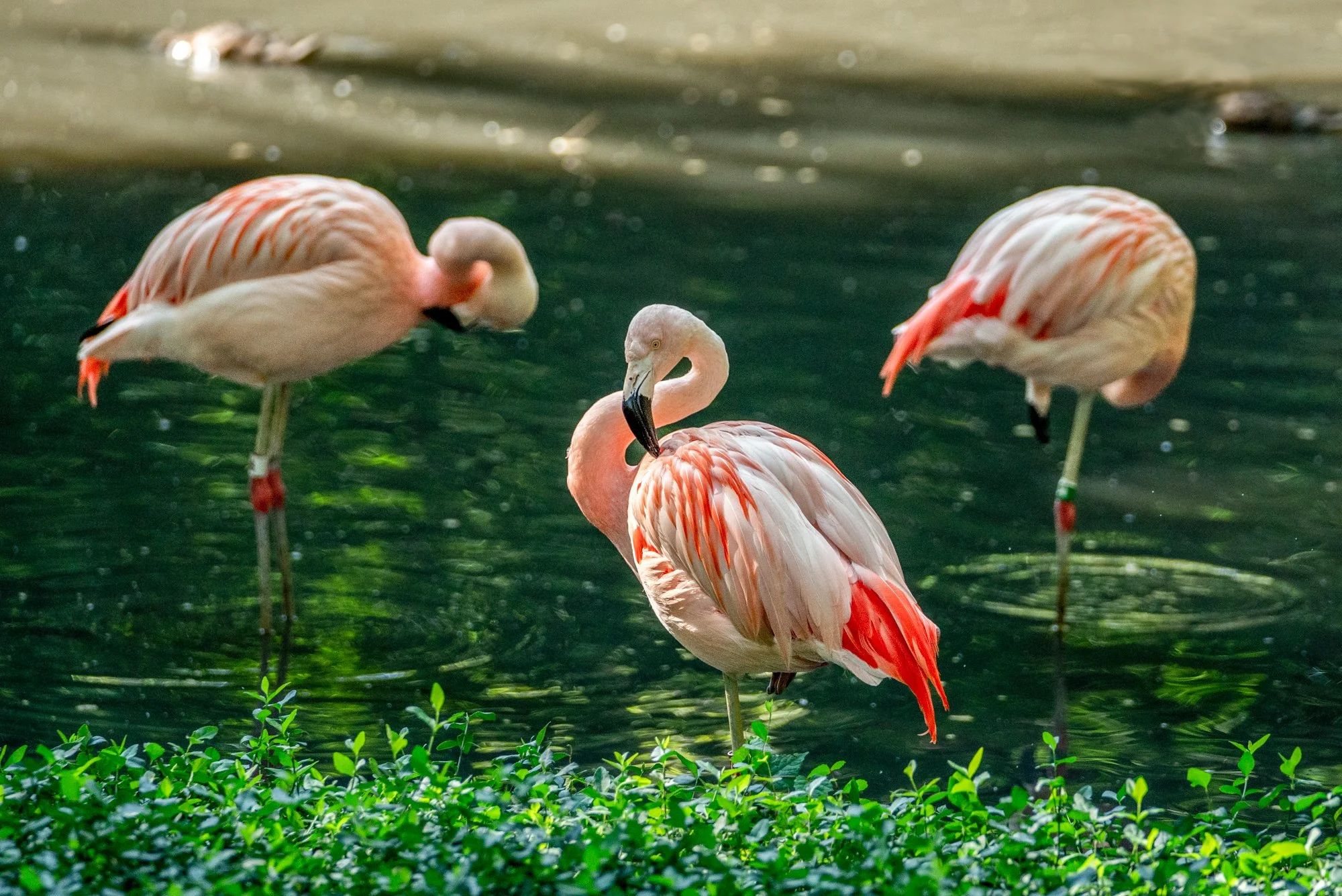 WILDLIFE
