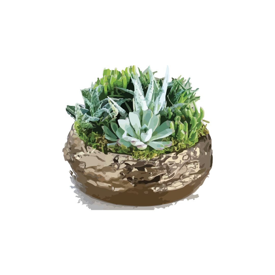 succulent garden.png