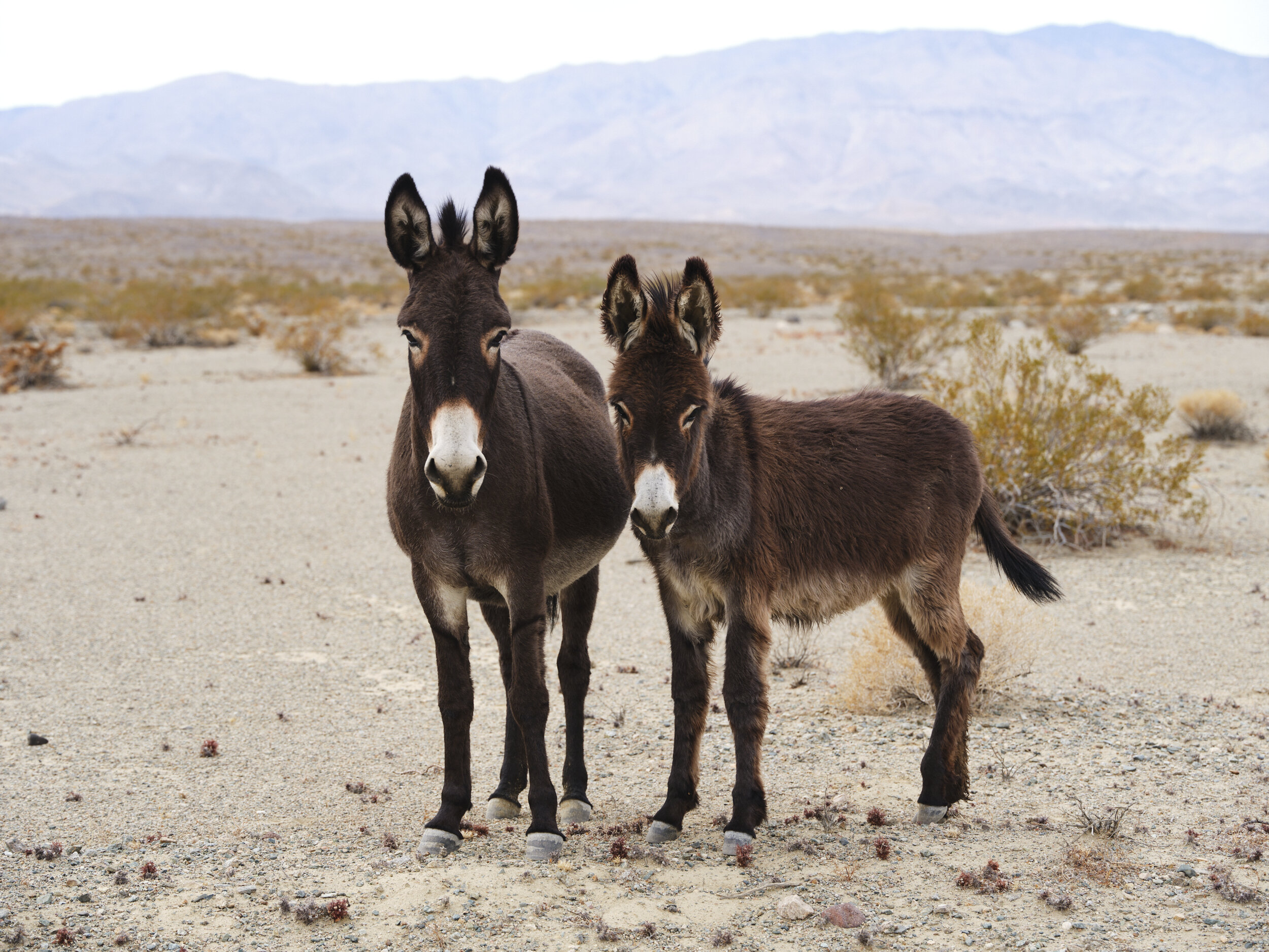 Two Burros Death Valley