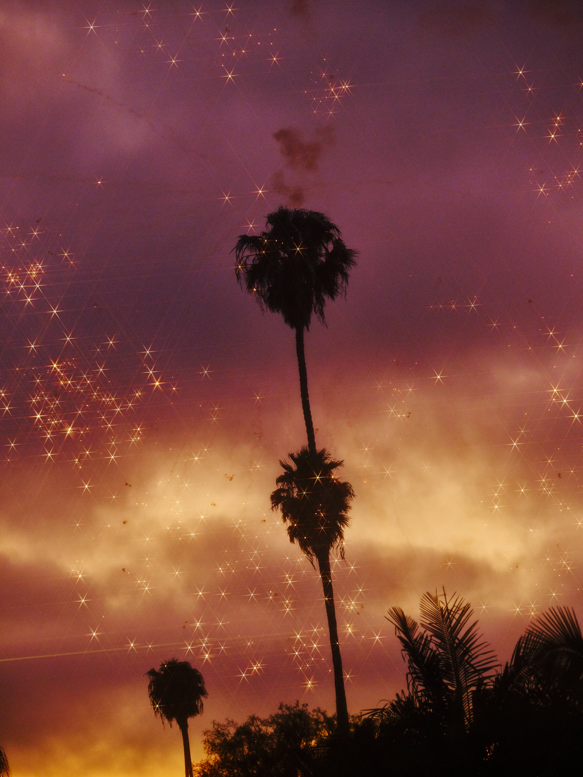 Palms 4th July LA