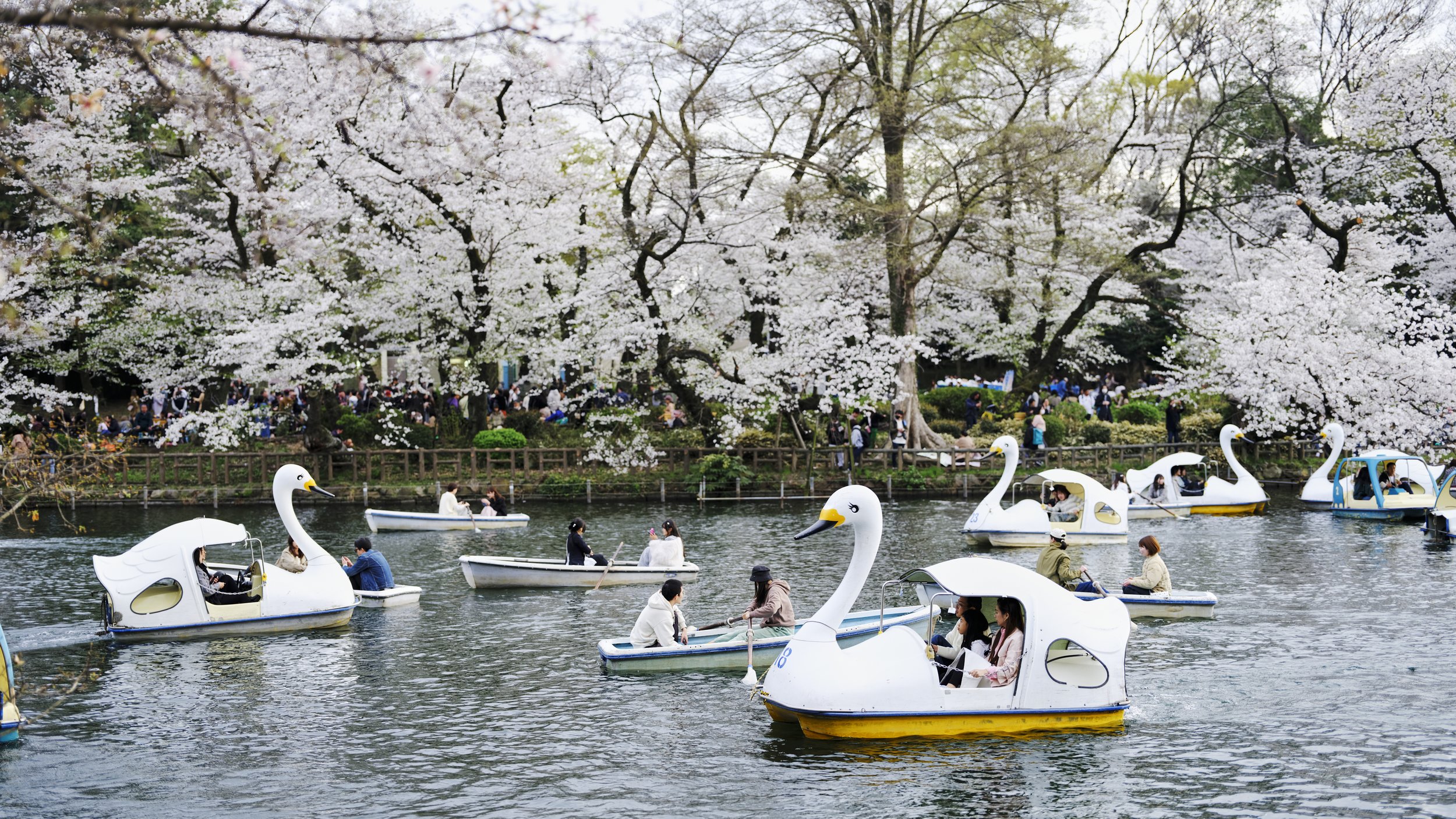 Sakura Swans