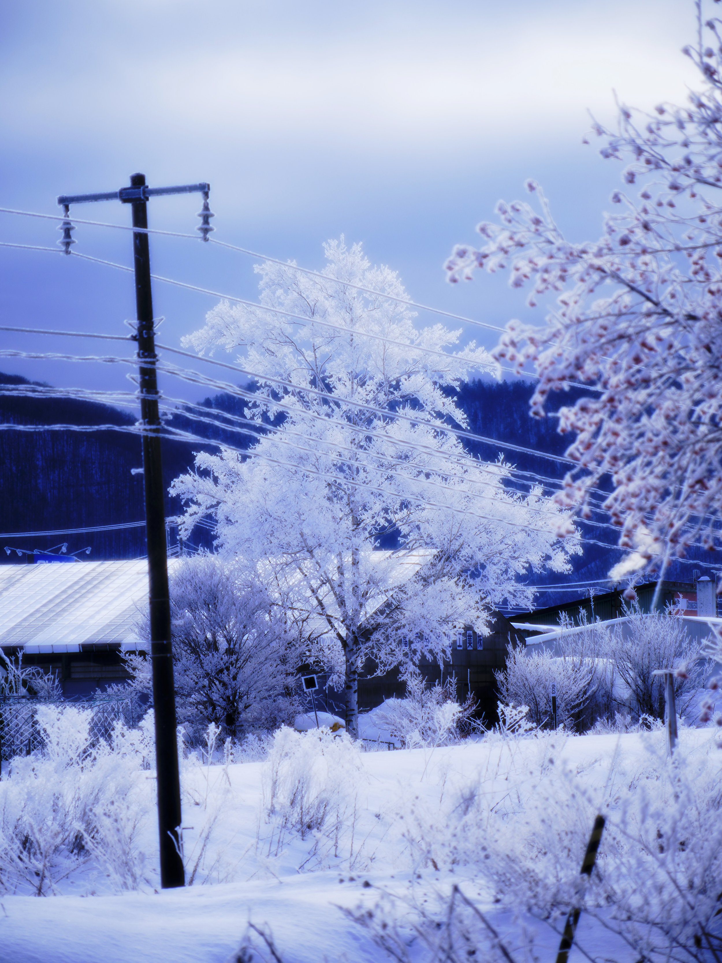 Hokkaido Van View #1
