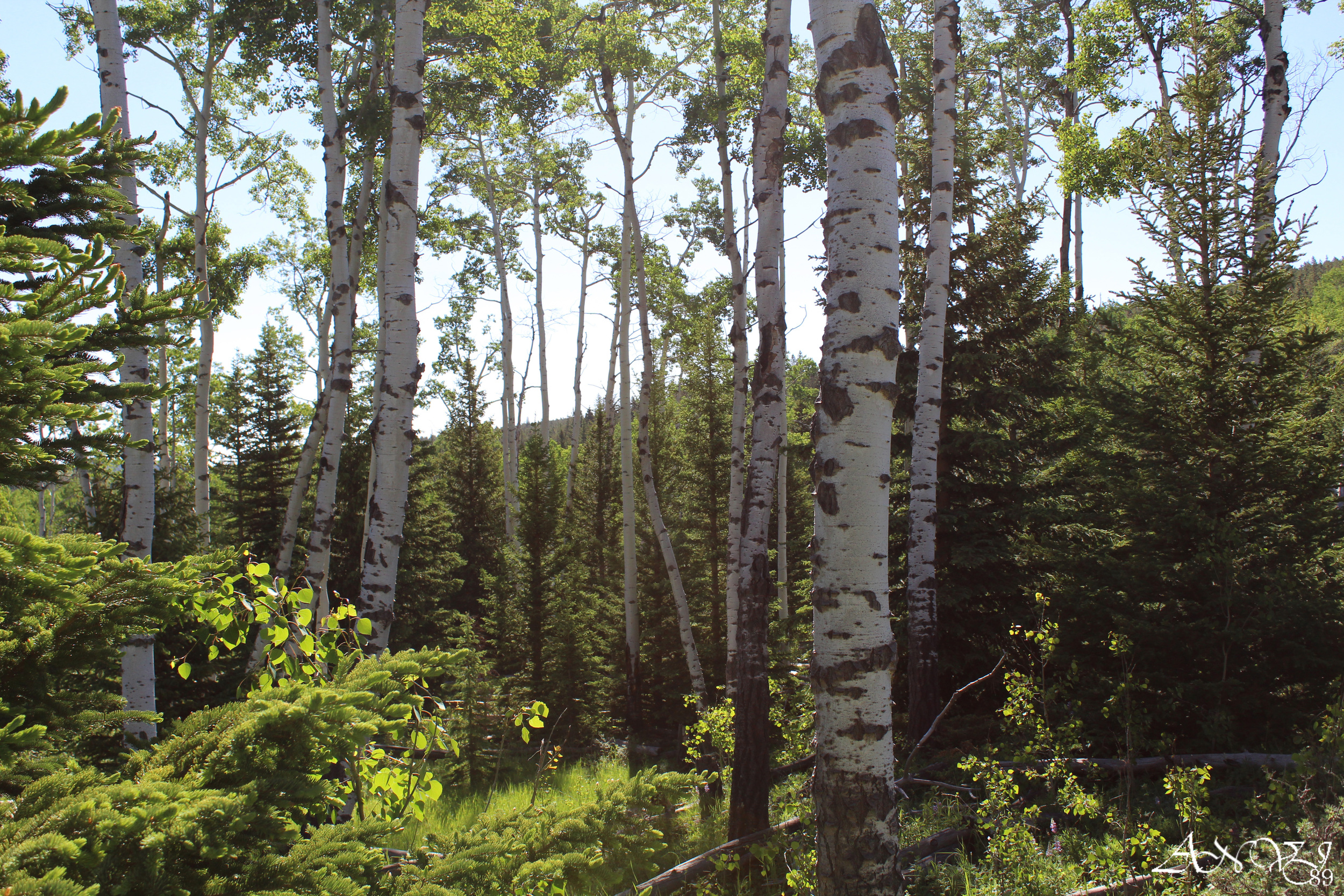 Aspin Forest