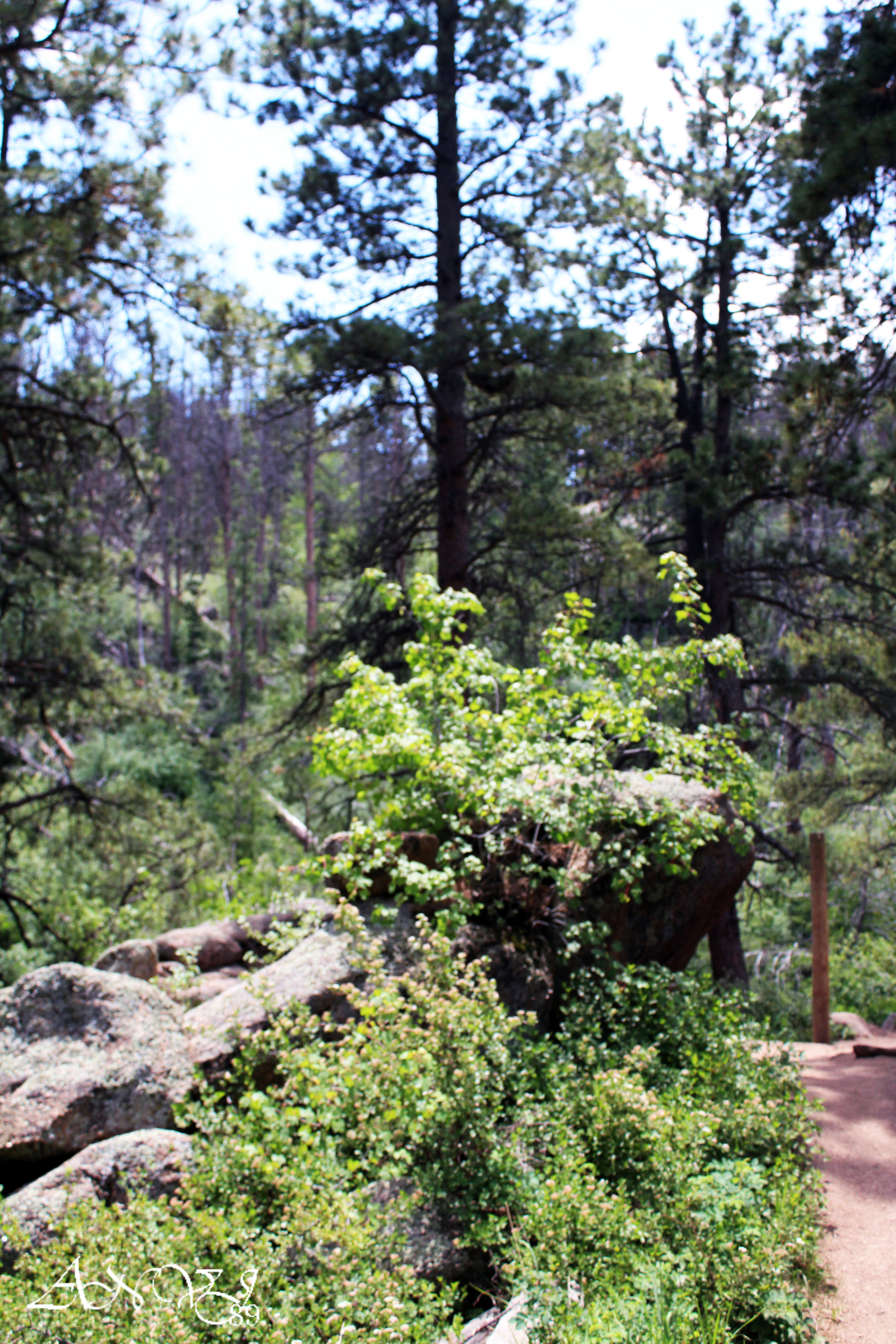 Curt Gowdy State Park June 2017