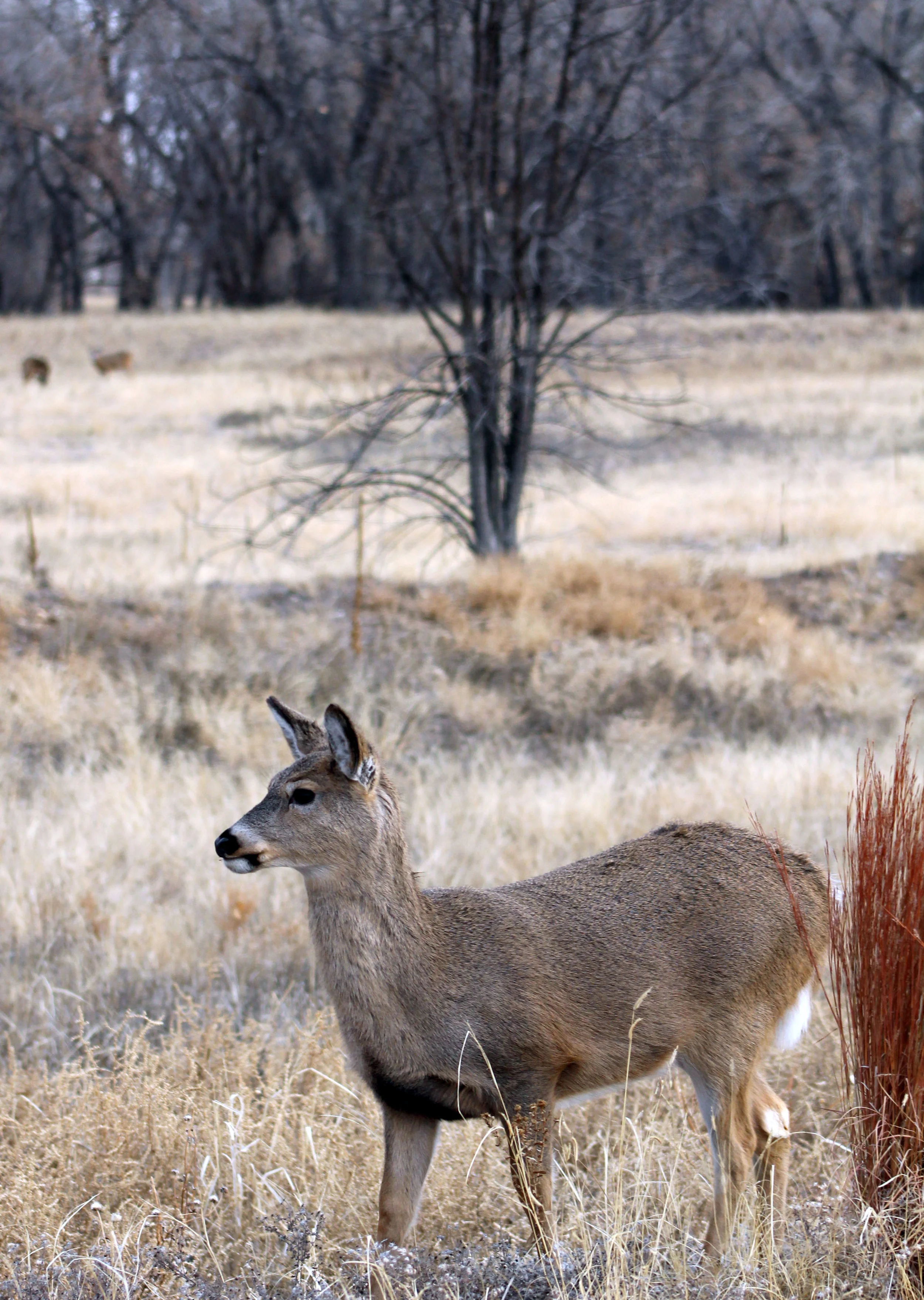 Landscape- Zoomed In