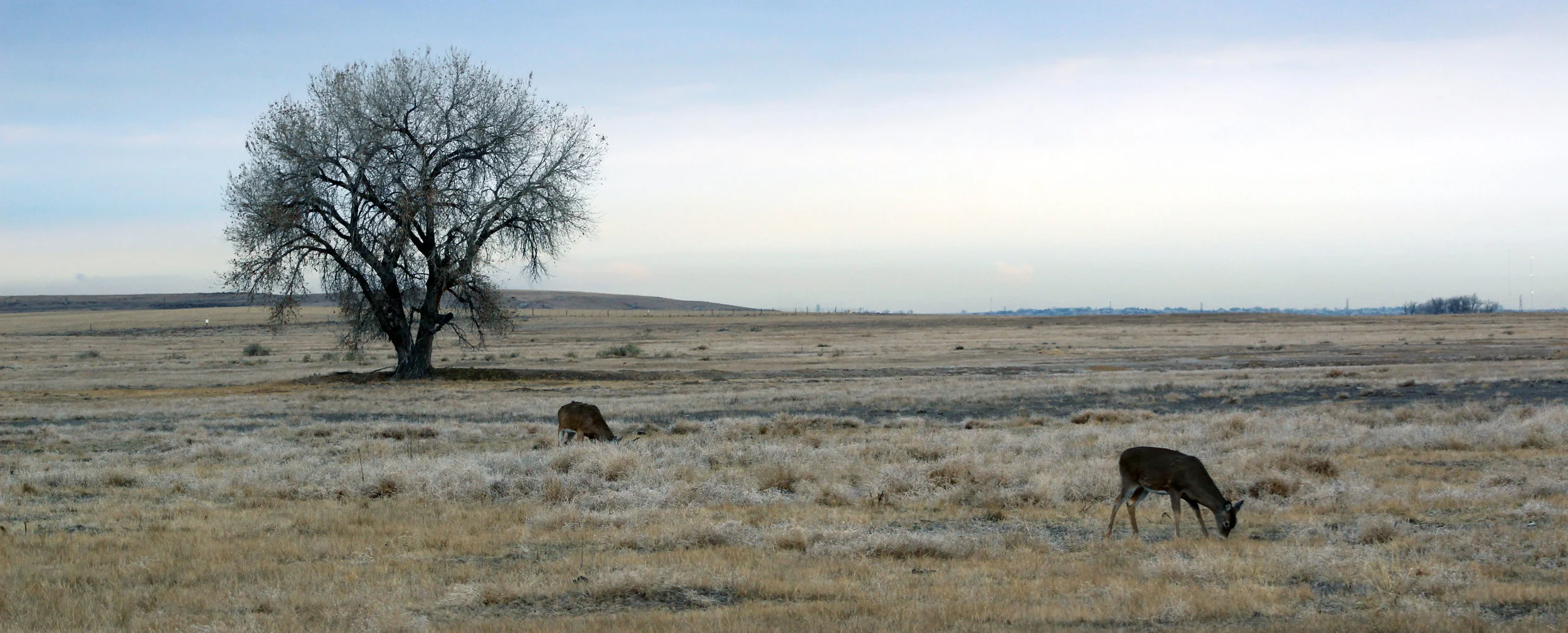 Landscape Wide Angle