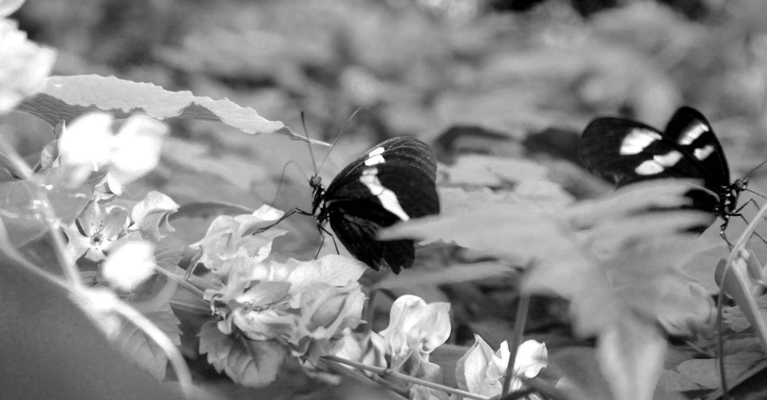 Inspiration: Black and White