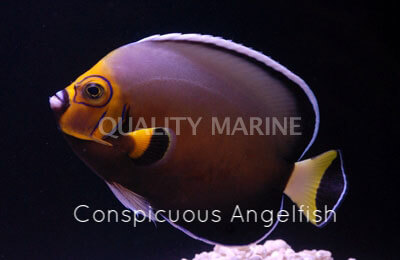 Copy of Conspicuous Angelfish