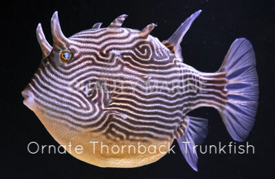 Copy of Ornate Thornback Trunkfish