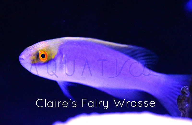 Copy of Claire's Fairy Wrasse